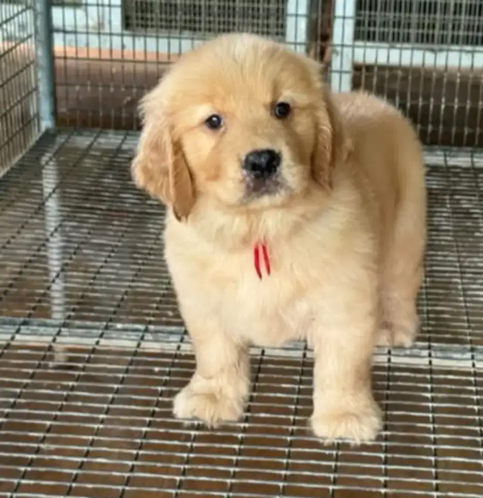 DIJUAL ANAK ANJING GOLDEN RETRIEVER