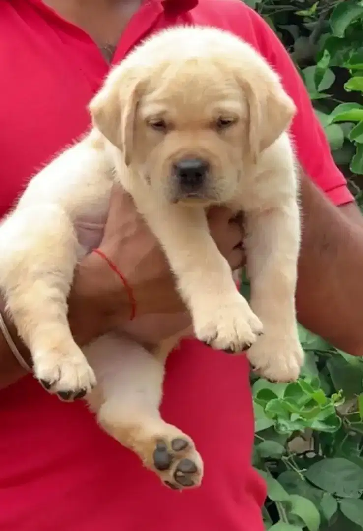 DIJUAL ANAK ANJING LABRADOR RETRIEVER