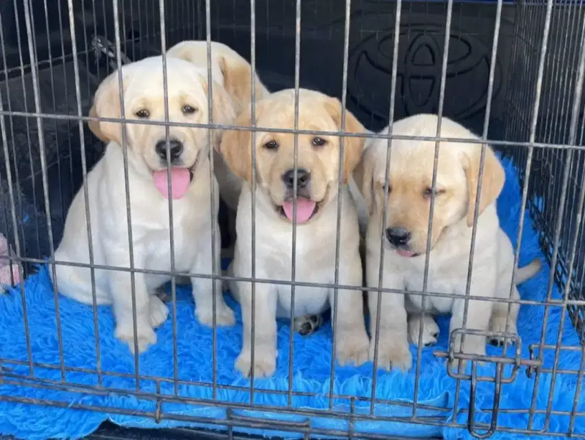 DIJUAL ANAK ANJING LABRADOR RETRIEVER