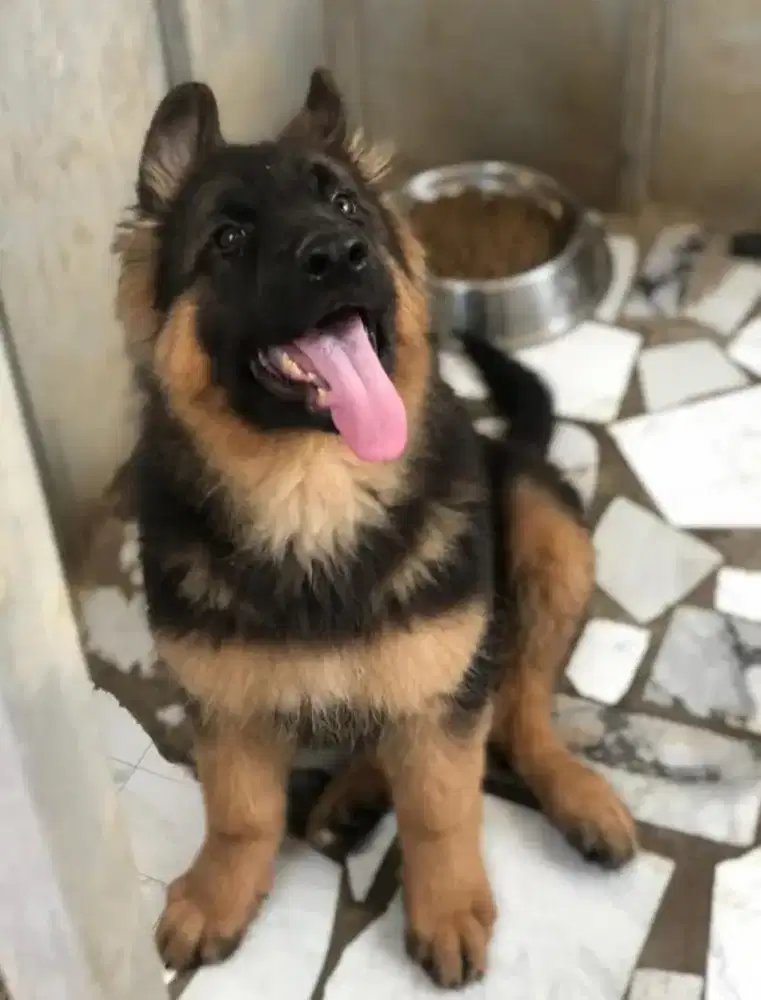 DIJUAL ANAK ANJING GERMAND SHEPARD ( HERDER)