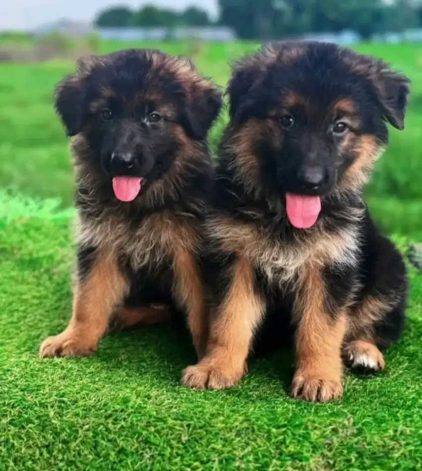 DIJUAL ANAK ANJING GERMAND SHEPARD ( HERDER)