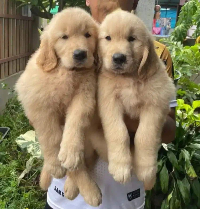 DIJUAL ANAK ANJING GOLDEN RETRIEVER
