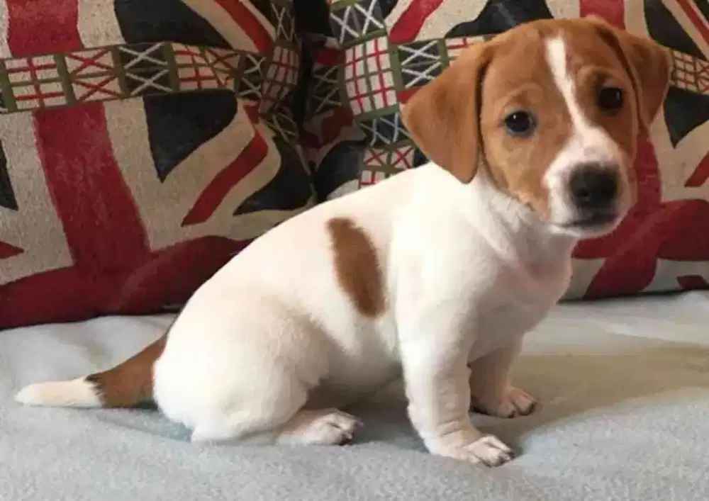 DIJUAL ANAK ANJING JACK RUSSELL PURE