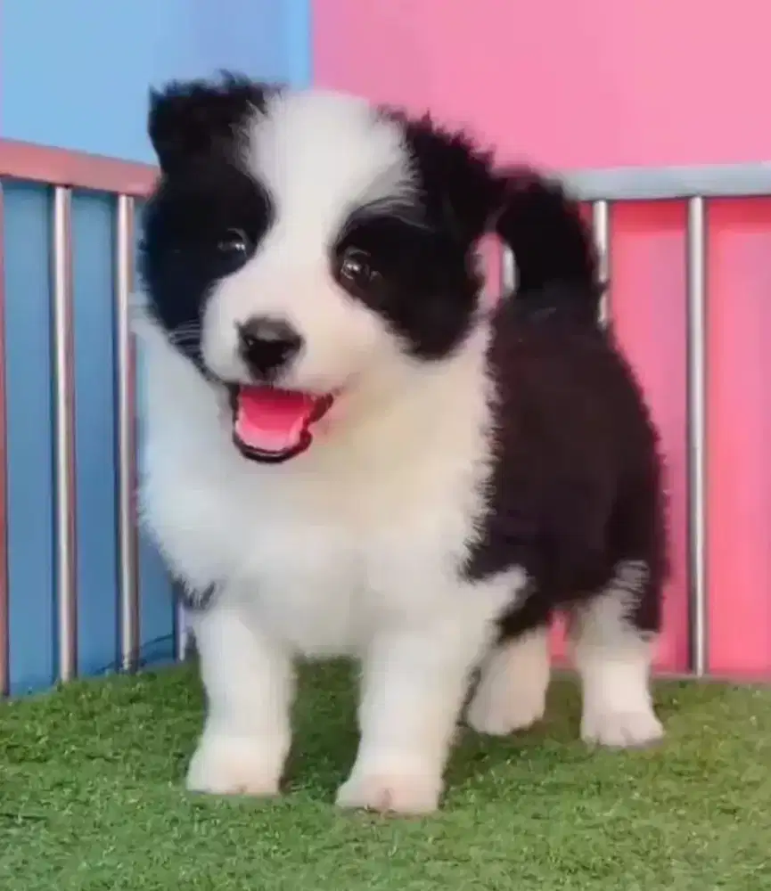 DIJUAL ANAK ANJING BORDER COLLIE