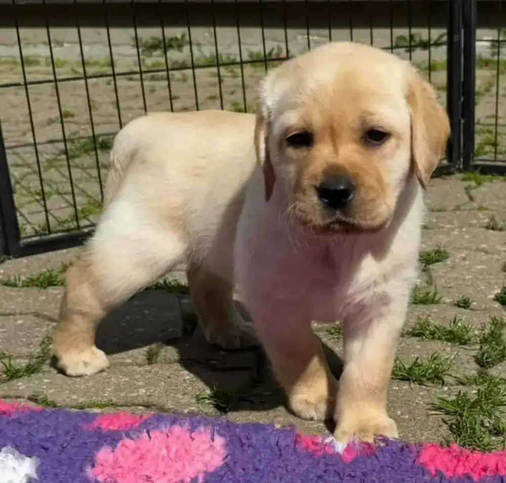 DIJUAL ANAK ANJIING LABRADOR RETRIEVER