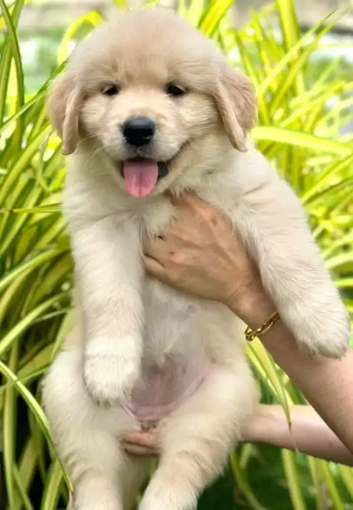 DIJUAL ANAK ANJING GOLDEN RETRIEVER