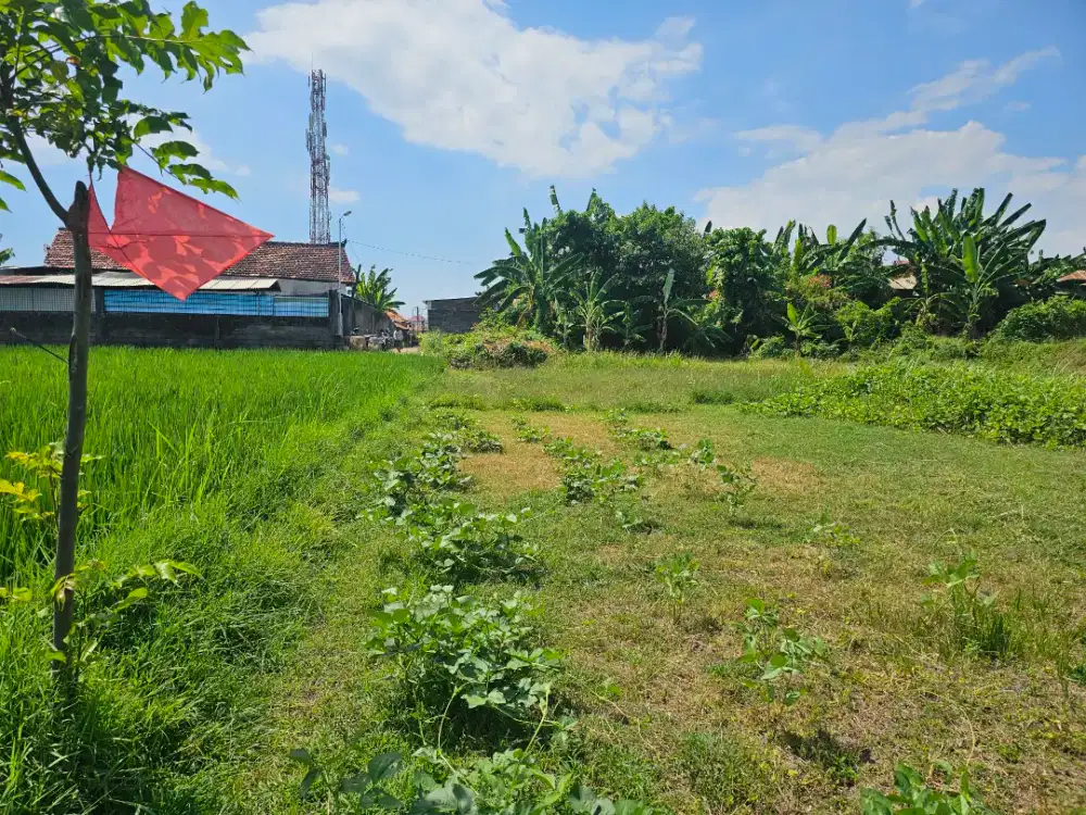 Tanah sawah produktif dalam kota singaraja cual cepat