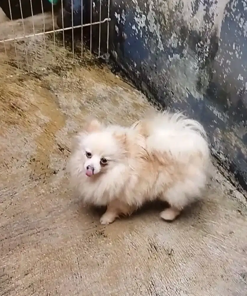 Betina mini pom bulu tebal..stb vaksin bentar lg lup