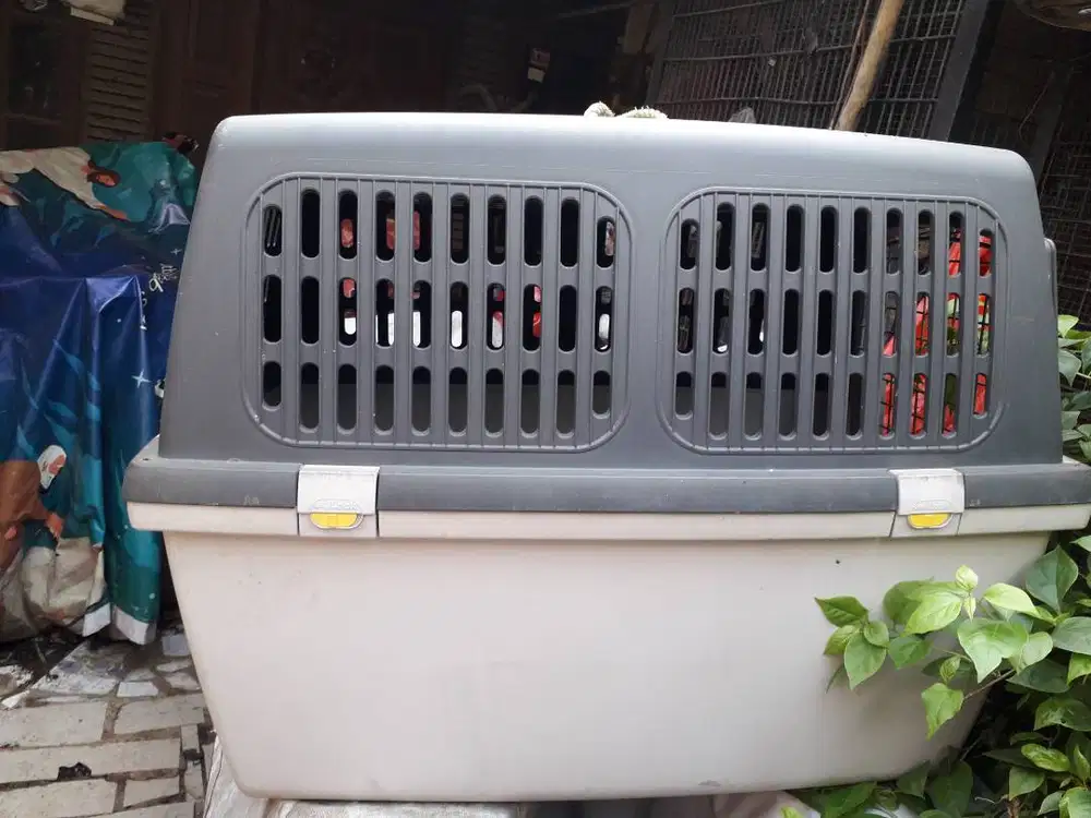 Dog container, untuk anjing besar