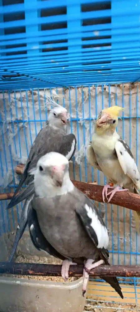 Falk WF mahir nyiul, jantan dewasa