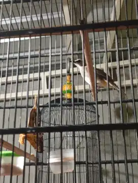 Jual burung trucuk bunyi
