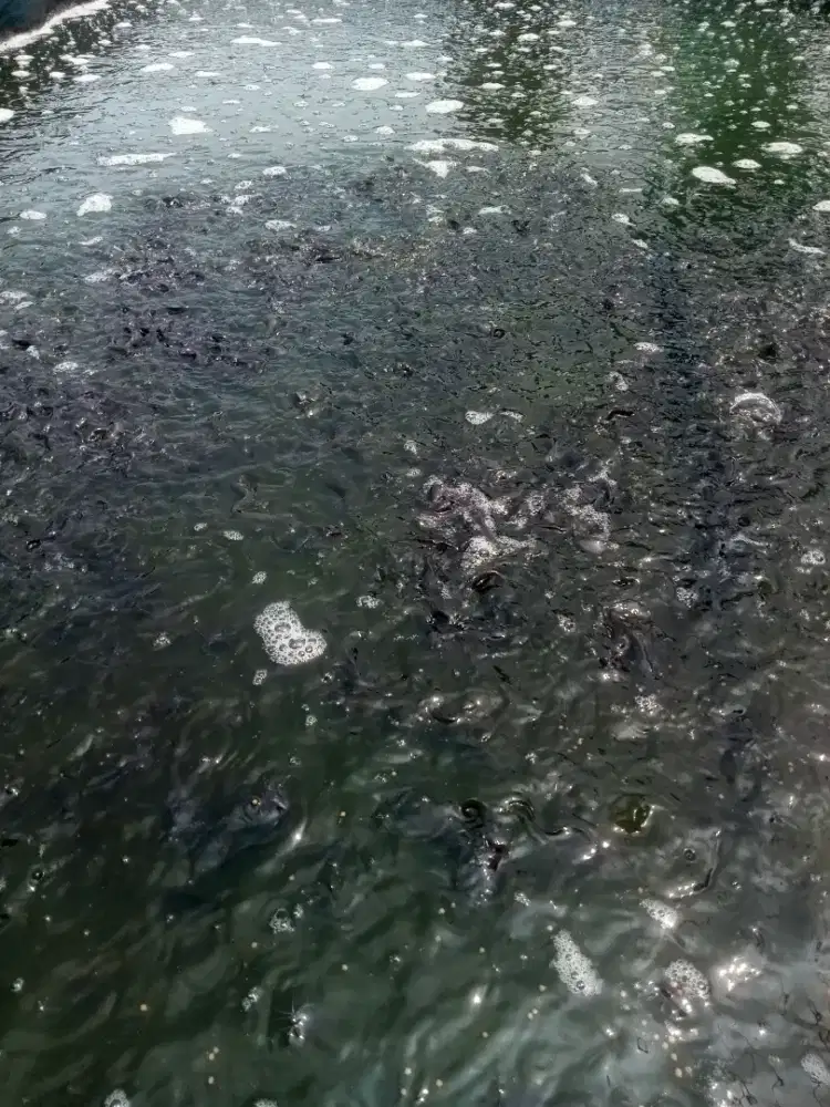 Jual benih ikan lele ukuran 7/8