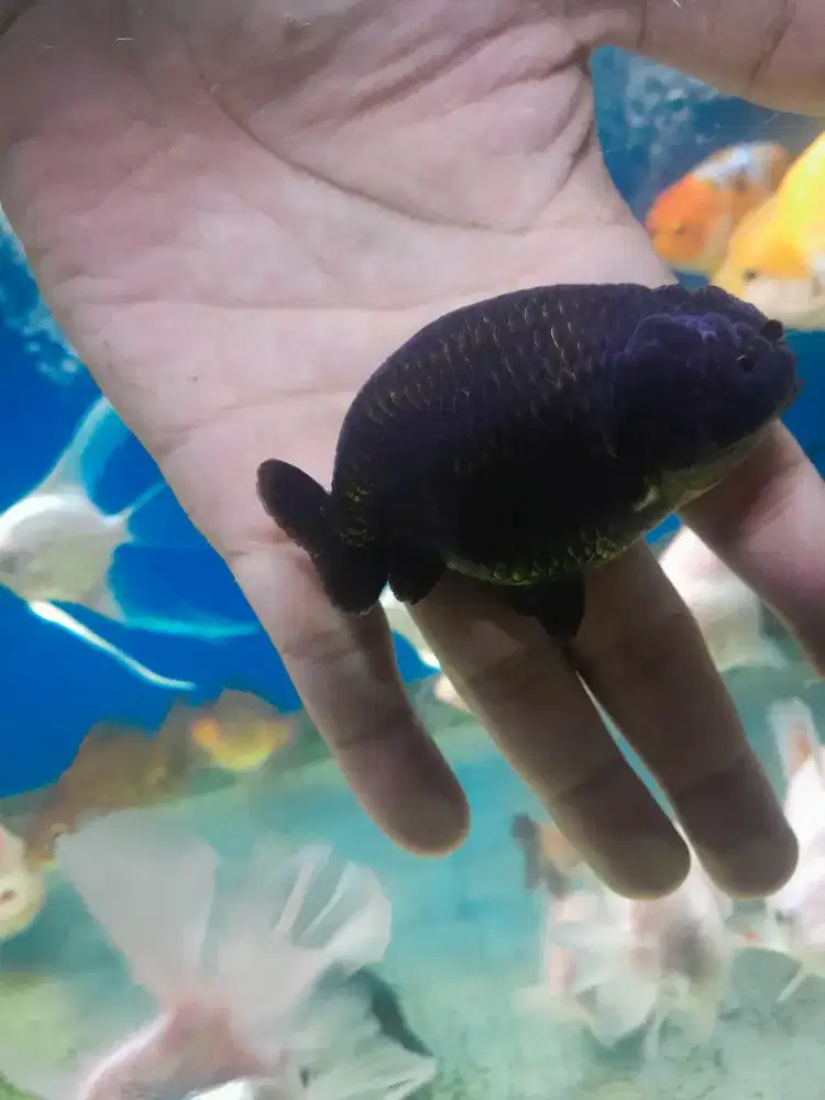 Ranchu tiny tail rancu