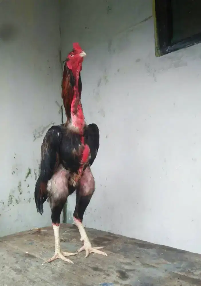 Ayam Adu Darah Jerman Anakan
