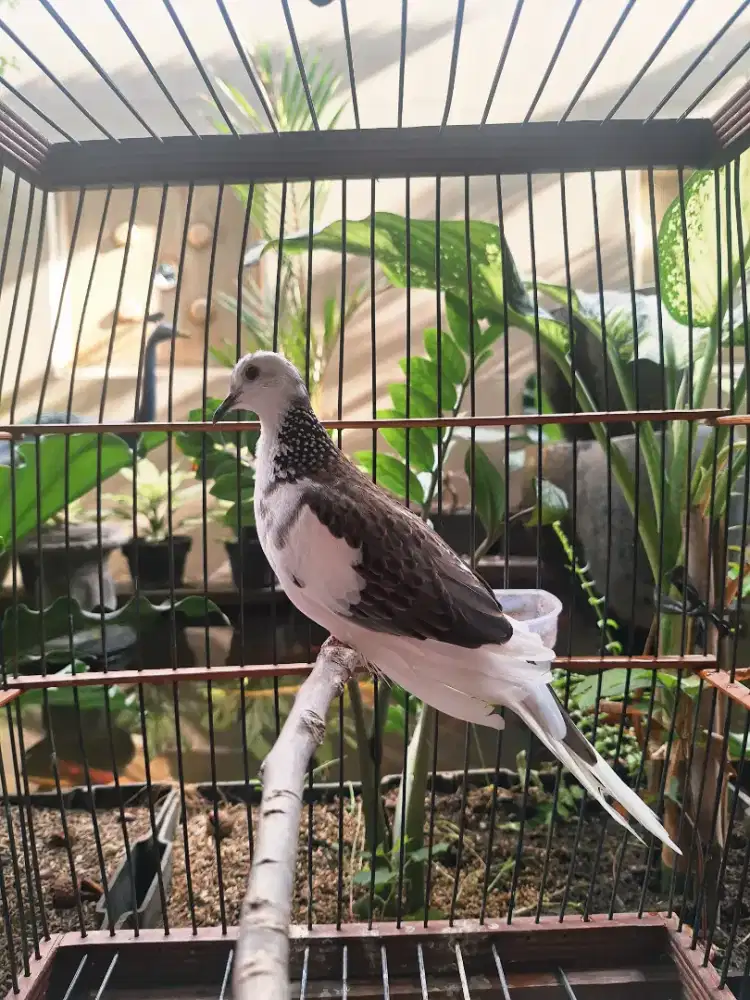 Derkuku blorok fullset