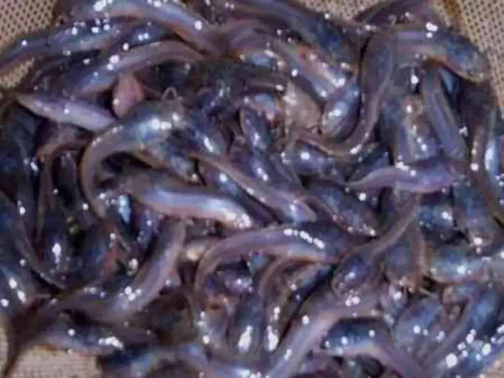 MENJUAL BIBIT LELE SEHAT