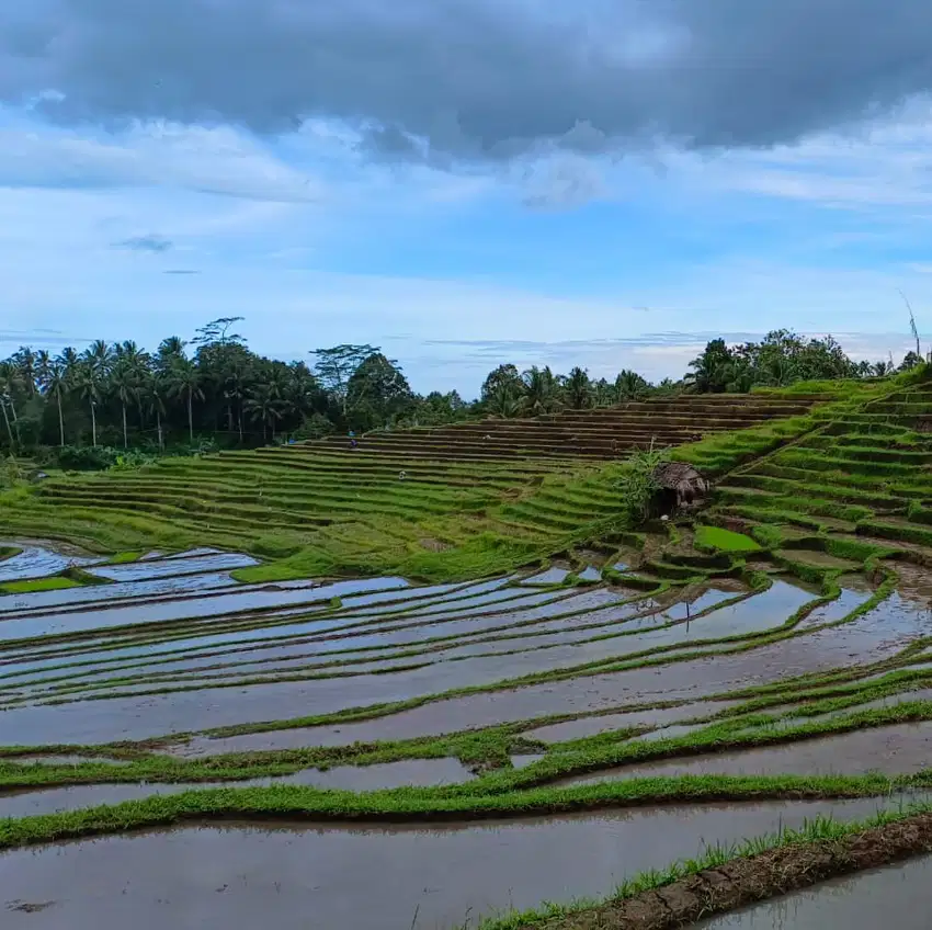 tanah kebun luas kecil view sawah terasering di tabanan bali