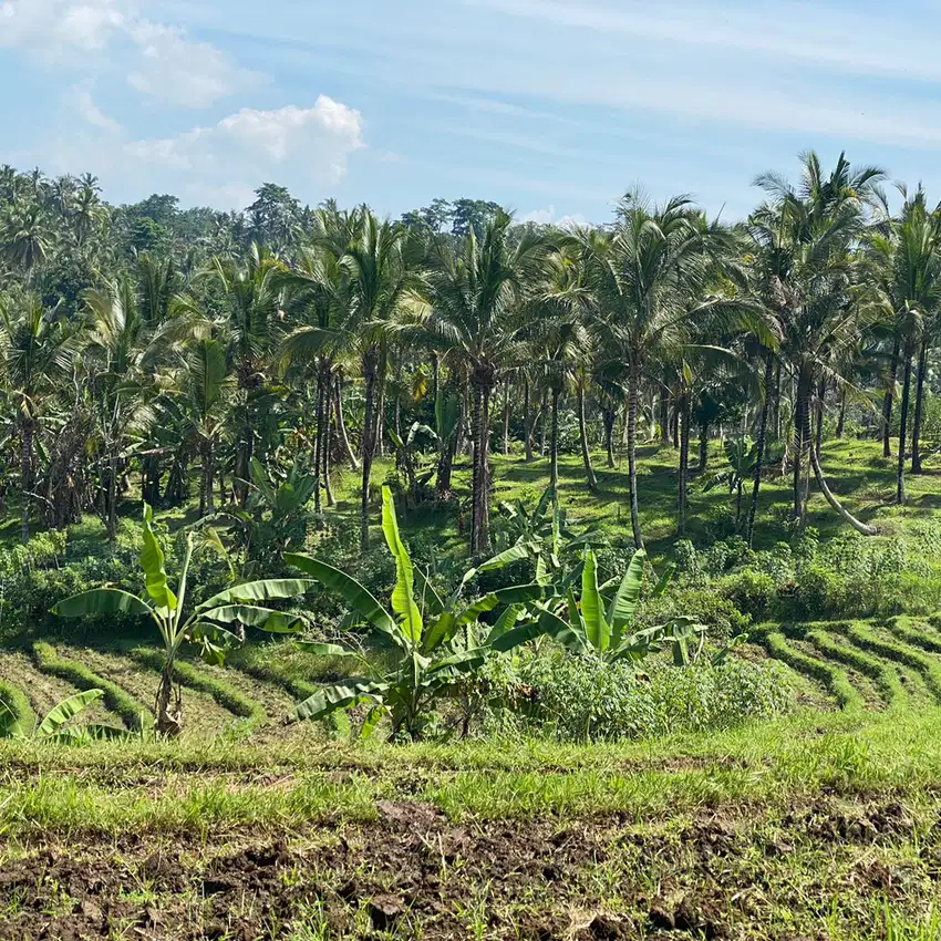 jual tanah kebun view sawah di tabanan bali