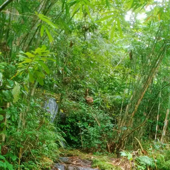 tanah kebun isi mata air los sungai view sawah murah di tabanan bali