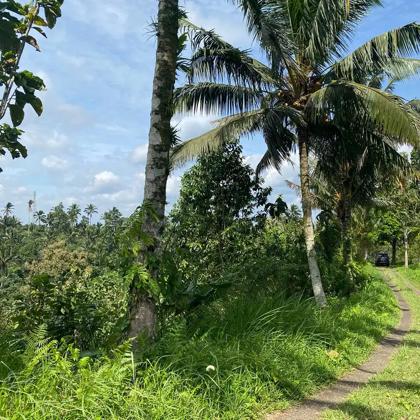 tanah kebun isi mata air area desa wisata di tabanan bali.