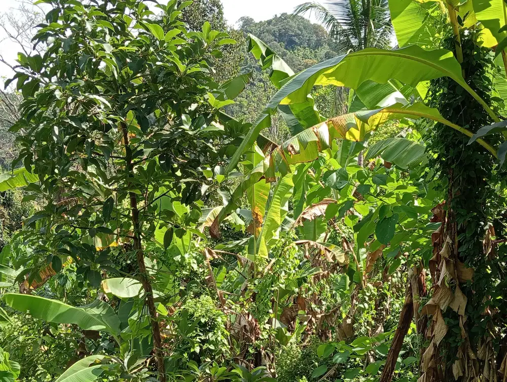 Dijual tanah full view laut dan lembah selemadeg barat Tabanan bali