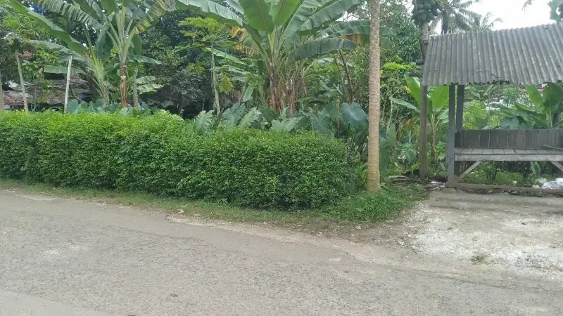 Jual tanah murah 2000 m2 pinggir jalan kampus IPB Dramaga Bogor