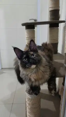 Kucing mainecoon