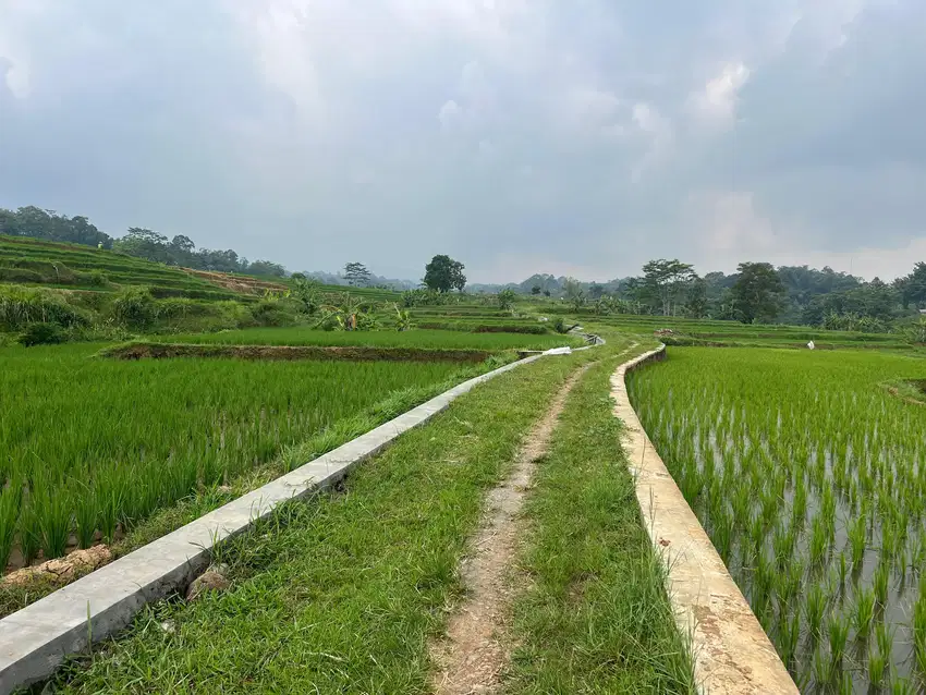 Tanah Subur Murah 75Jt 911m2 Dekat Pasar Batujamus