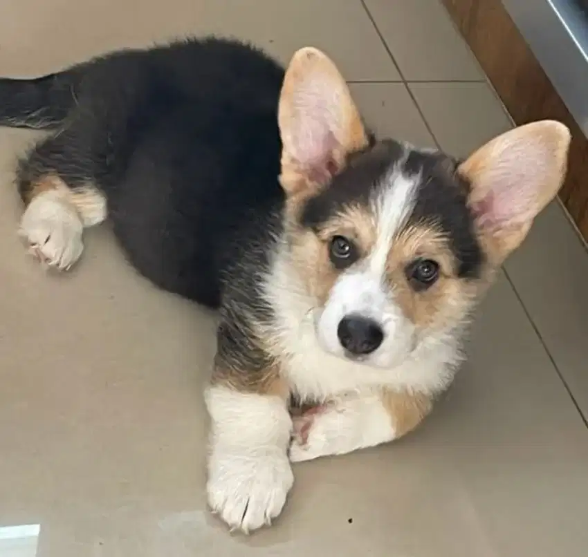 DIJUAL ANAK ANJING CORGY