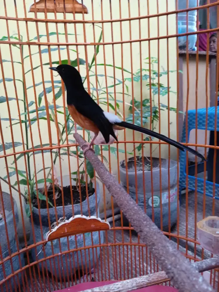 Burung murai volume jos