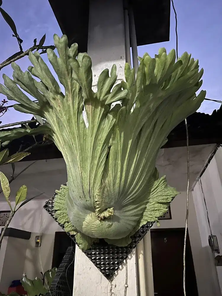 Simbar (Platycerium Wandae)