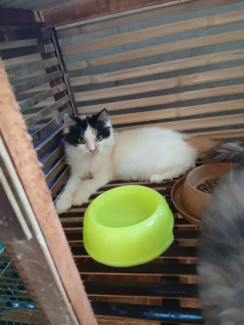 LA calon indukan 7 bulan betina