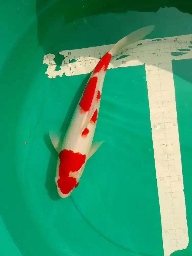 Ikan koi jenis Kohaku 32cm