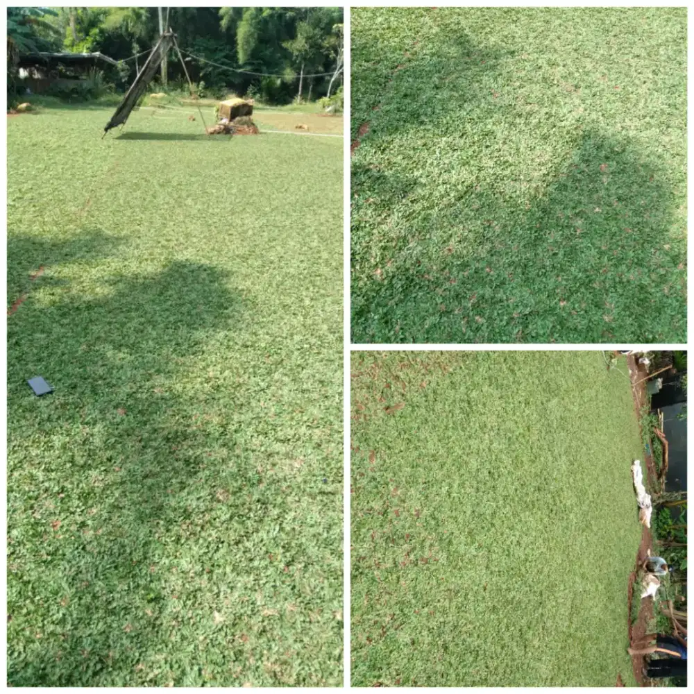 Rumput gajah mini murah