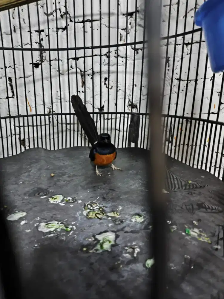 Burung murai panjang ekor 20