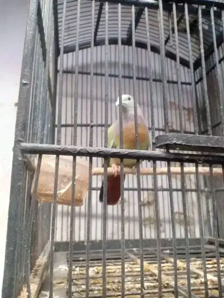 Burung alam yg istimewa