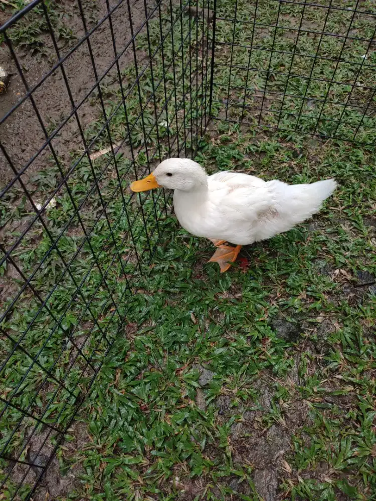 Bebek Peking Putih Untuk Hias