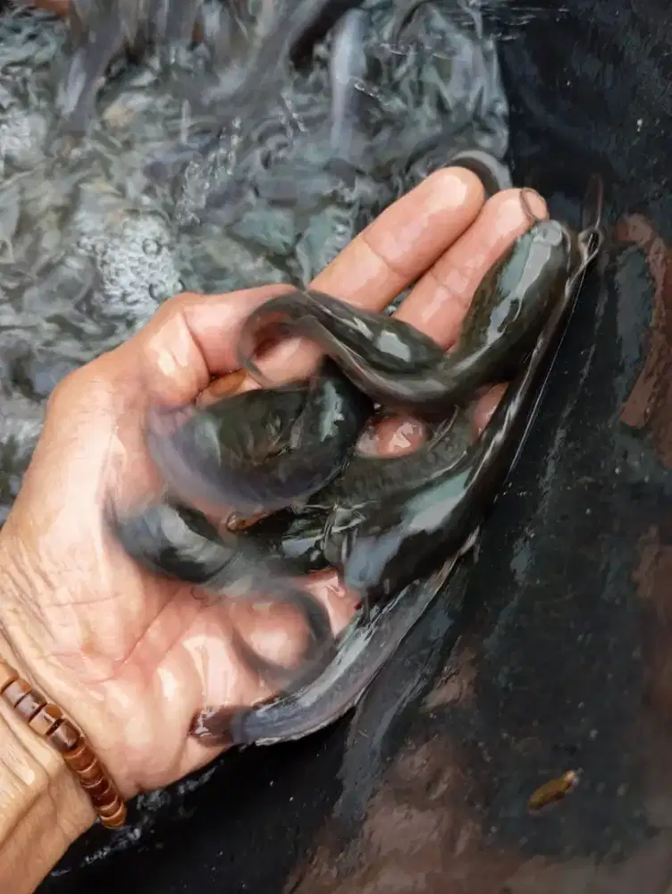 Jual benih lele ukuran ,8/9