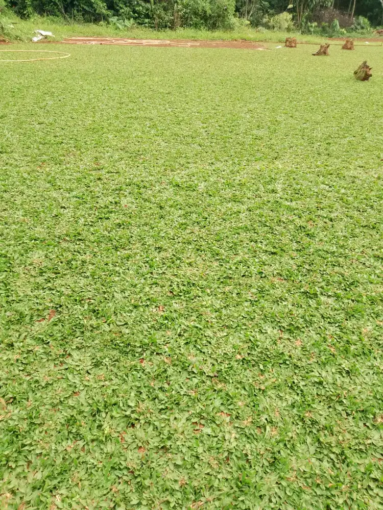 rumput gajah mini