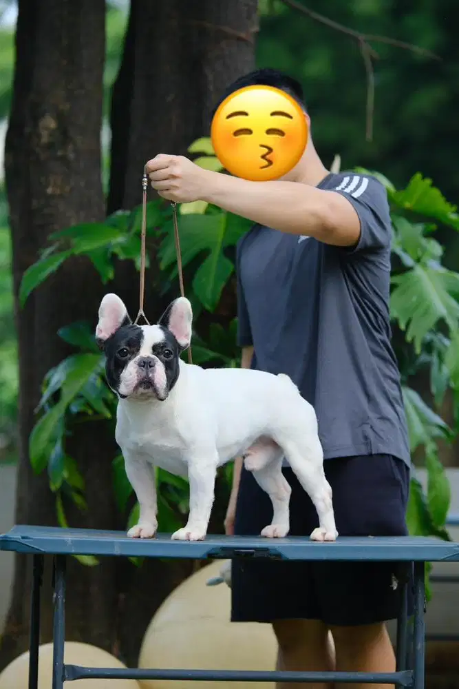 IMPOR FRENCH BULLDOG CHAMPION INDONESIA SHOW QUALITY