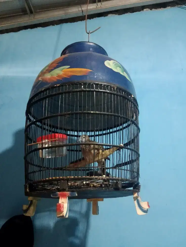 Jual Burung Perkutut