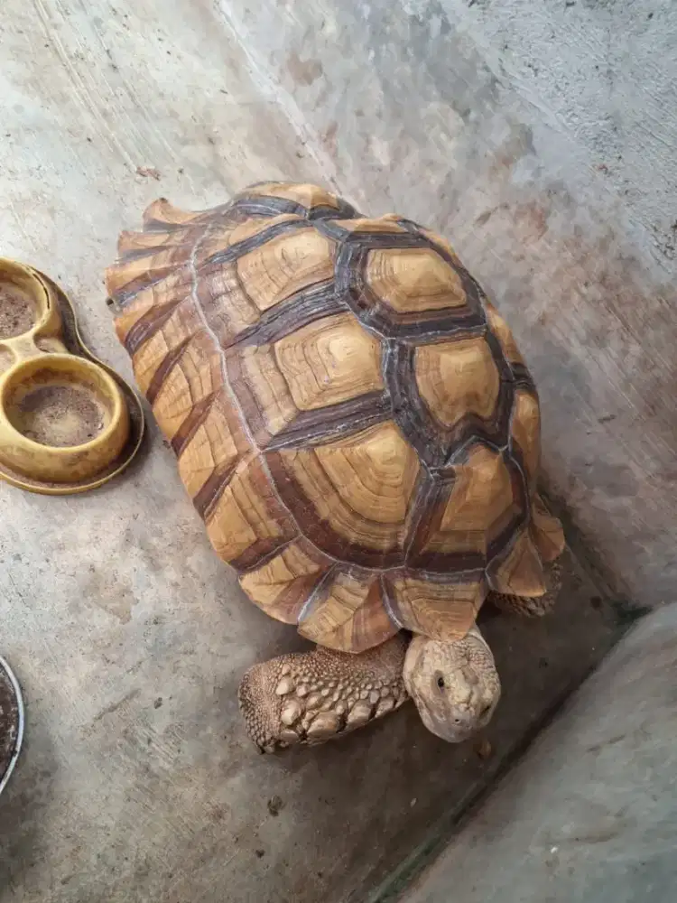 Kura kura jenis Sulcata (Jantan )