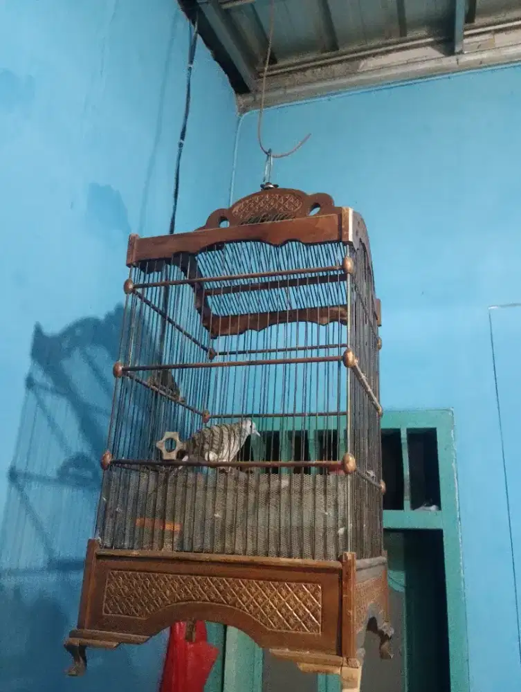 Jual Burung Perkutut Asli