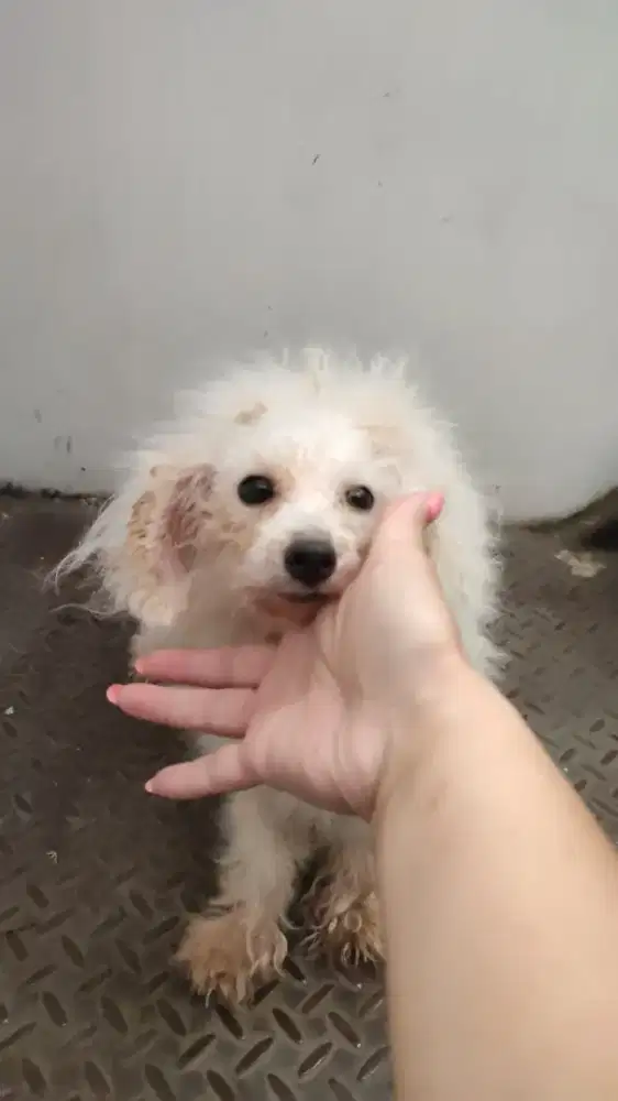 Poodle betina remaja 1 tahun stambum perkin full white