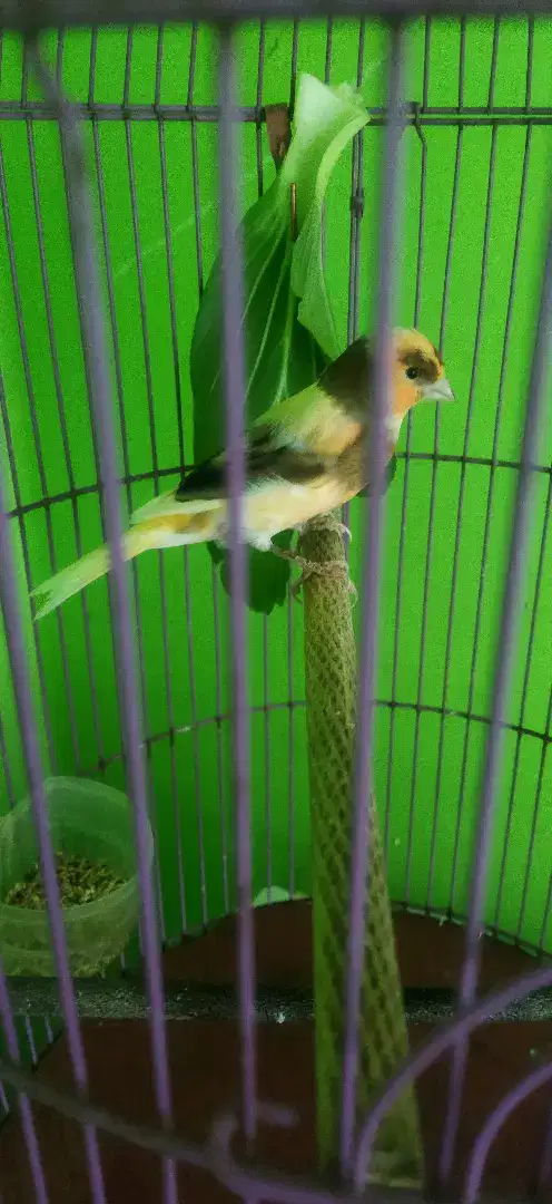 Burung kenari bon simetris orange