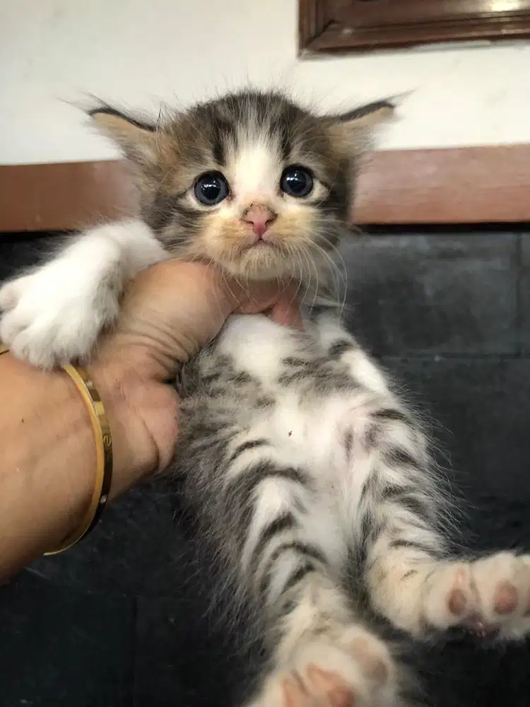 Kitten persimed x bigbone kaki agak pendek