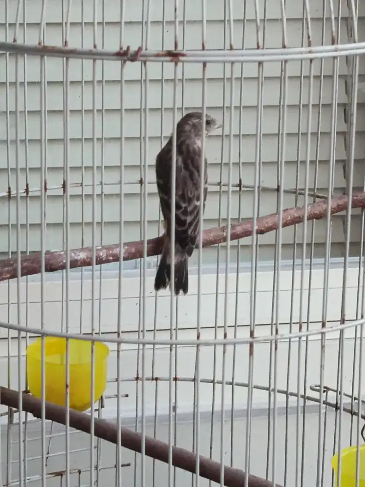 Blackthroat Betina Usia Siapan Jos