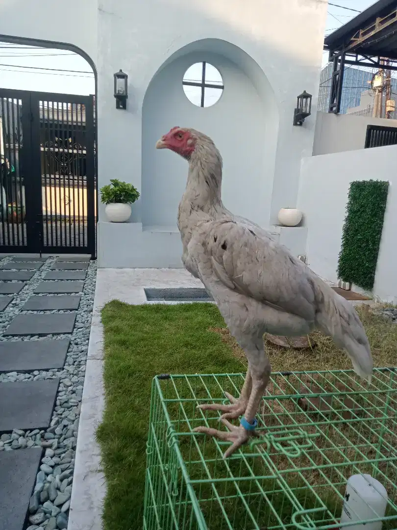 ayam Shamo putih
