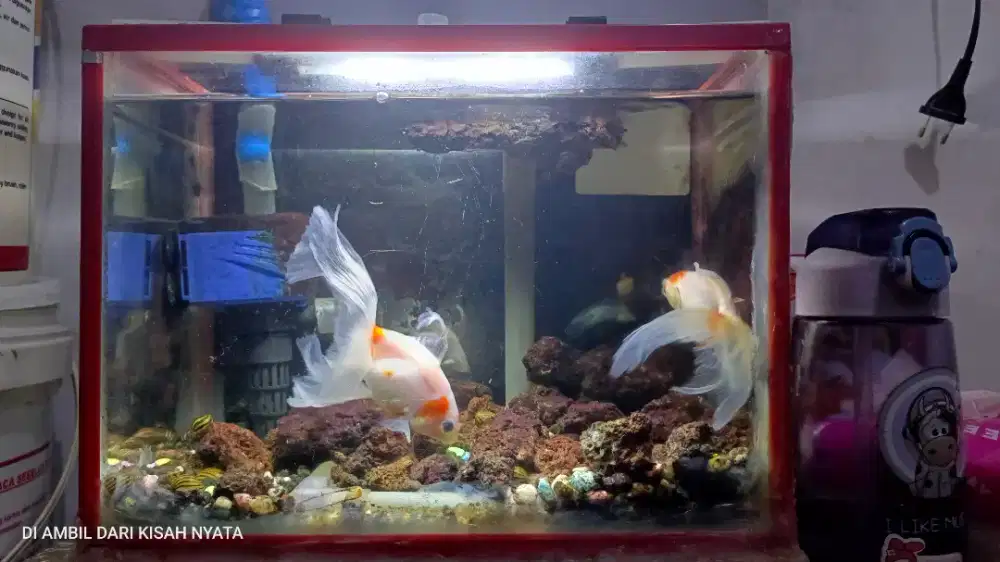 Ikan Aquarium dan filter DIY 2 susun