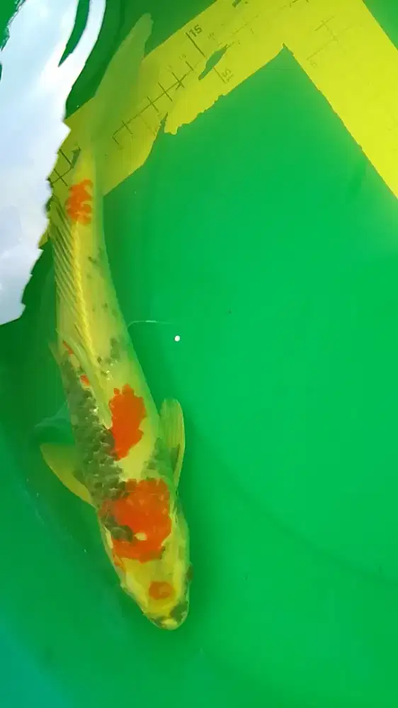 Ikan koi jenis Kin Showa 38cm HQ